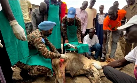一名身着军装、头戴蓝贝雷帽的南苏丹特派团维和兽医，在当地社区成员的围观下，为一头受伤的牲畜进行治疗。